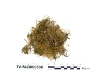 藏品(臺灣假懸苔)的圖片